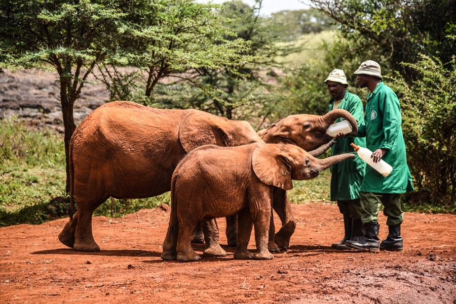 david sheldrick wildlife